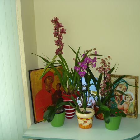 Orhideele mele(mihaela)